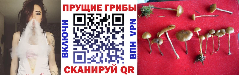 Галлюциногенные грибы Cubensis  Купить где  Изобильный 
